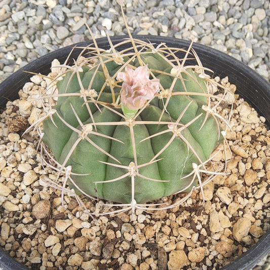 A green cactus in a black plastic nursery pot filled with tan gravel, held by a person's hand against a background of gray gravel.
Gymnocalycium griseopallidum | Argentine Cactus | Collector Cactus | Flowering Cactus Growing in a Gallon