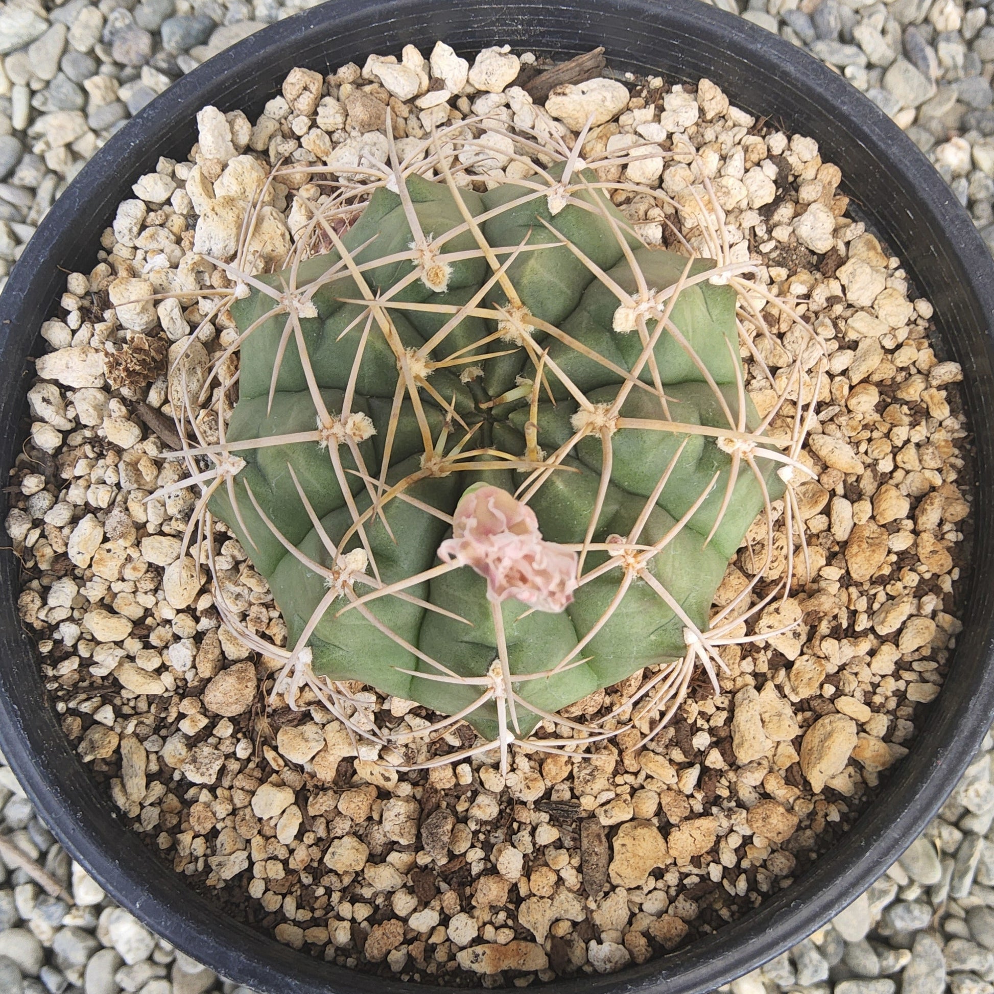 A green cactus with a flower, potted in a black plastic container filled with gravel, photographed from directly above on a bed of small gray stones.
Gymnocalycium griseopallidum | Argentine Cactus | Collector Cactus | Flowering Cactus Growing in a Gallon