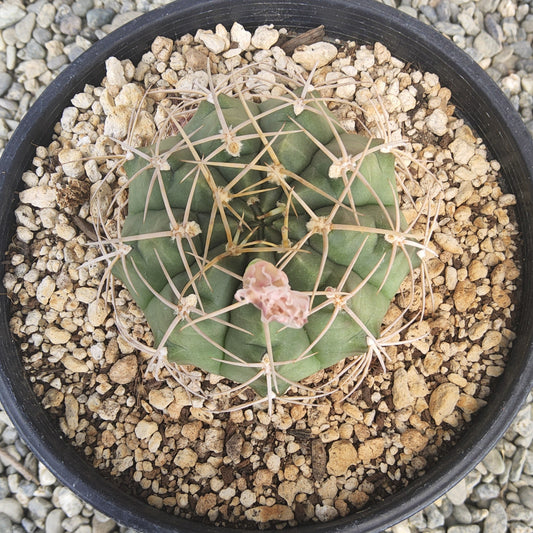 A green cactus with a flower, potted in a black plastic container filled with gravel, photographed from directly above on a bed of small gray stones.
Gymnocalycium griseopallidum | Argentine Cactus | Collector Cactus | Flowering Cactus Growing in a Gallon