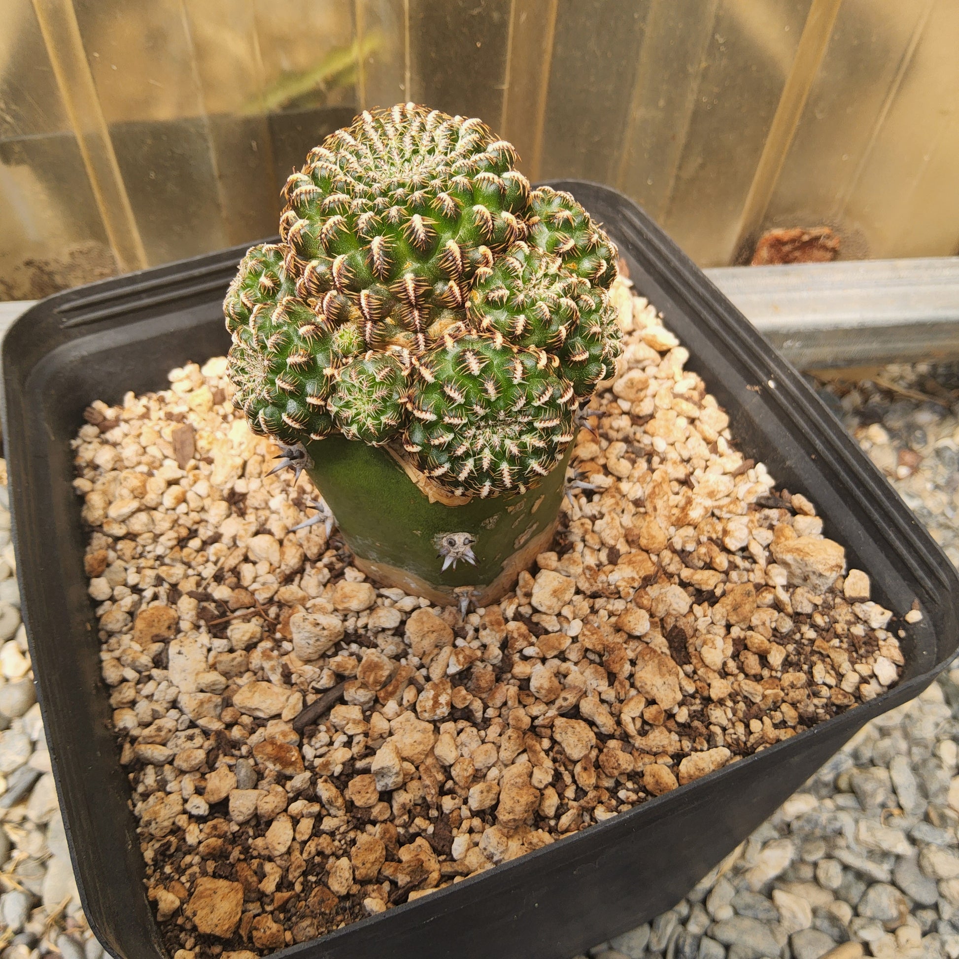 A green cactus with a rounded, ribbed top and a dark green stem, planted in a black plastic nursery tray filled with coarse white and tan gravel, photographed from above.
Sulcorebutia canigueralii EM 348 | SO Sucre–Yamparáez, Bolivia | Collector Cactus Grafted in a Gallon - Exact Plant