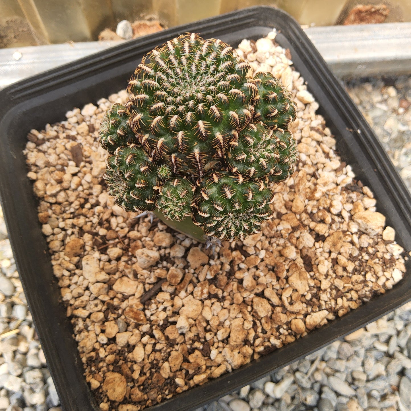 A small green spiny cactus, growing in a black square plastic nursery pot filled with coarse tan gravel, photographed from above.
Sulcorebutia canigueralii EM 348 | SO Sucre–Yamparáez, Bolivia | Collector Cactus Grafted in a Gallon - Exact Plant