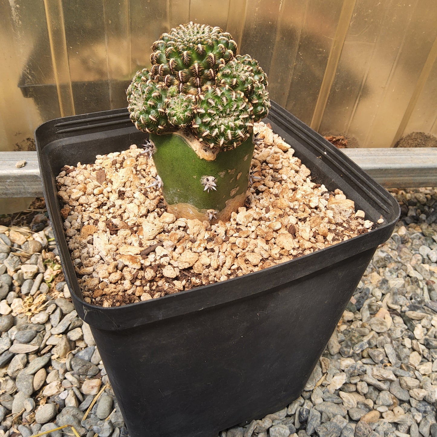 A small green cactus in a black plastic nursery pot filled with light tan pebble substrate, photographed on gravel next to a translucent plastic sheet.
Sulcorebutia canigueralii EM 348 | SO Sucre–Yamparáez, Bolivia | Collector Cactus Grafted in a Gallon - Exact Plant
