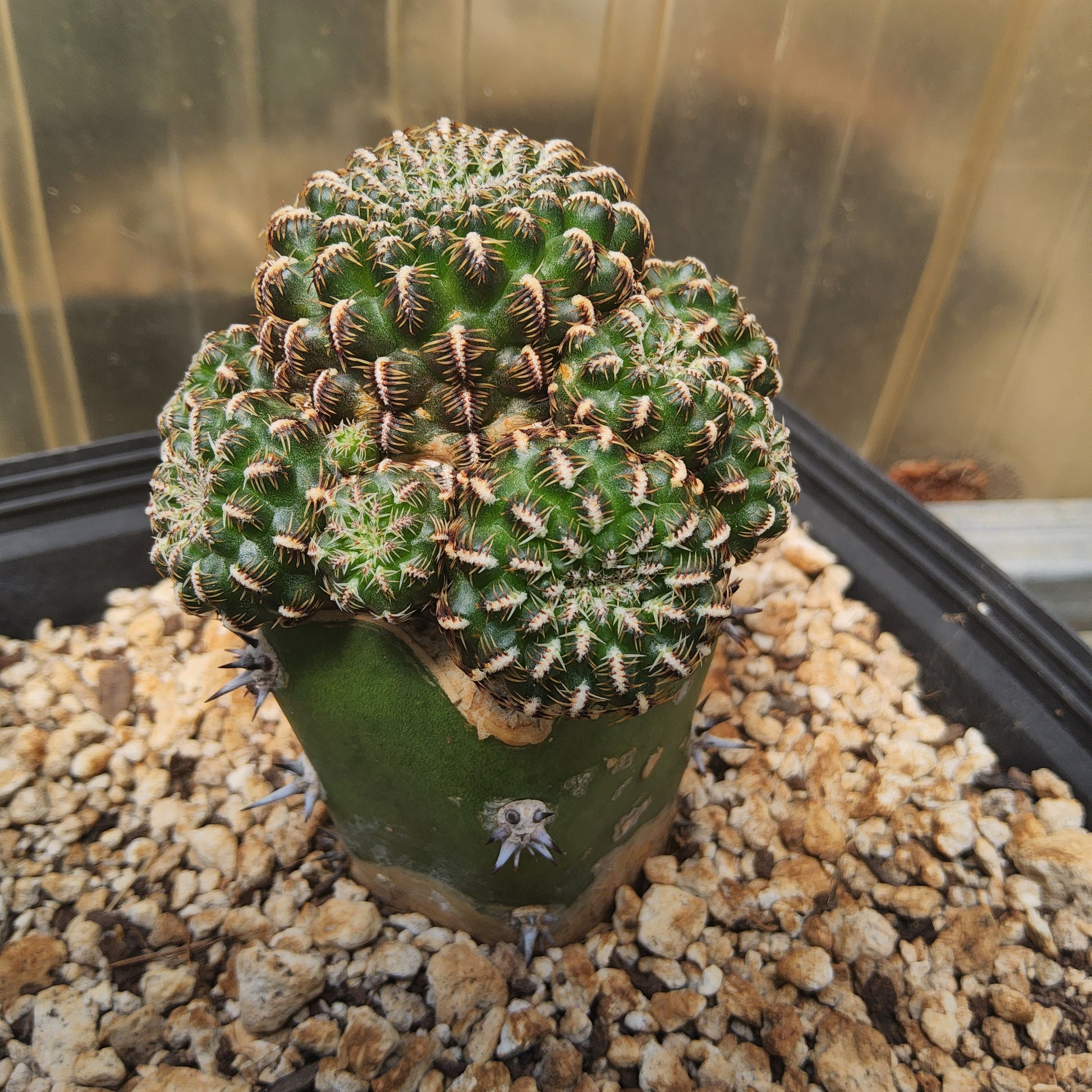 A green cactus with dense, rounded clusters of small spines, shown growing in a black plastic nursery pot filled with light tan gravel.
Sulcorebutia canigueralii EM 348 | SO Sucre–Yamparáez, Bolivia | Collector Cactus Grafted in a Gallon - Exact Plant
