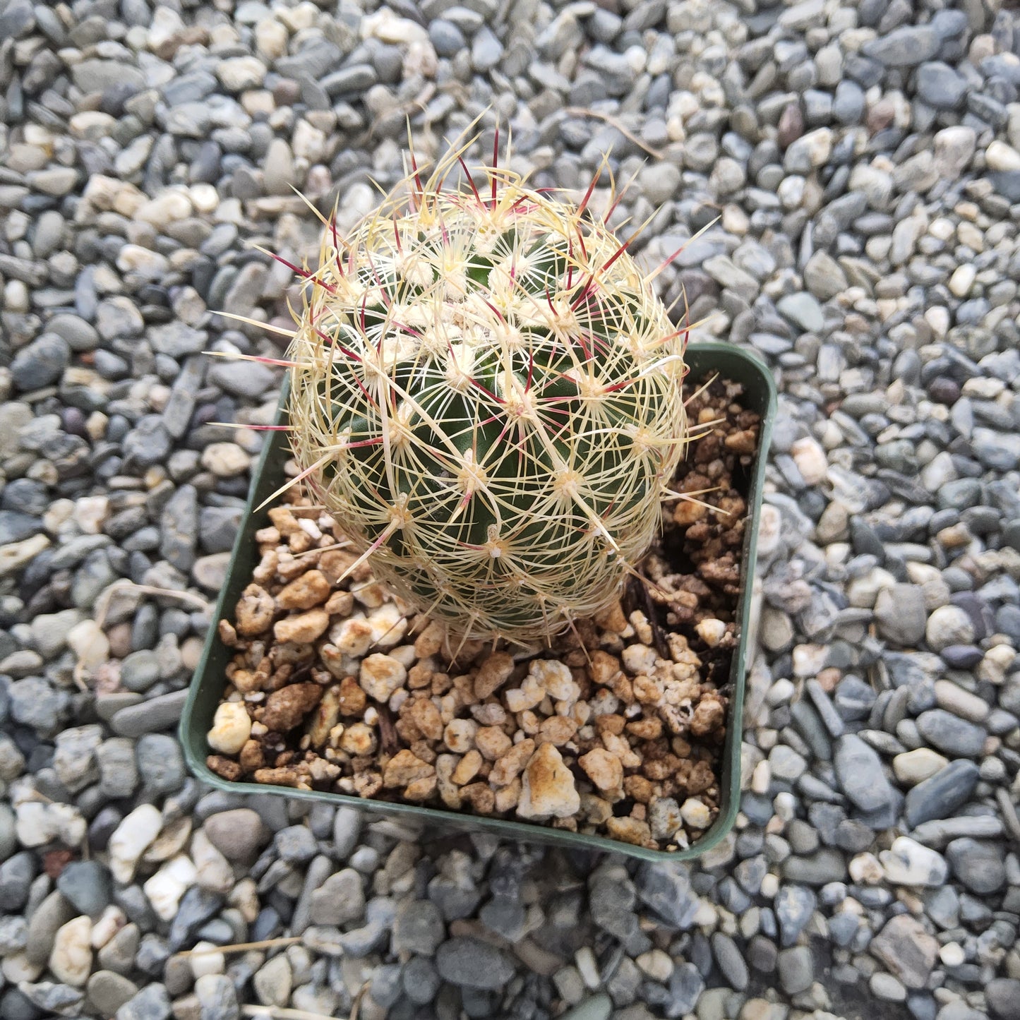 A small spherical cactus with pale yellow spines, potted in a square black plastic tray filled with coarse brown gravel, placed on a bed of gray stones.
Thelocactus bicolor ssp. flavidispinus | Yellow-Spined Glory of Texas | Collector Cactus Growing in 4 Inch