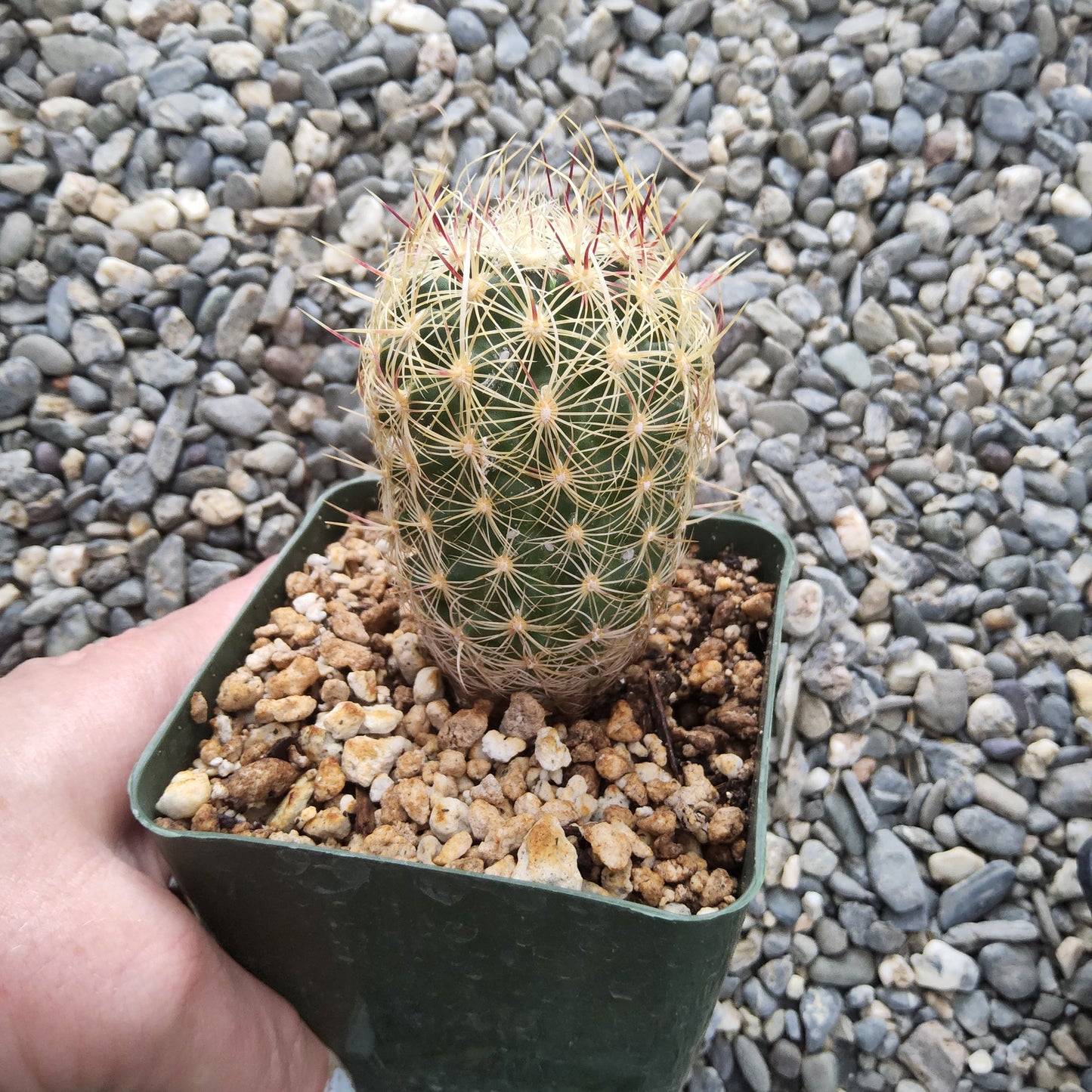 A small green cactus with dense golden spines, potted in a dark green square plastic nursery box filled with pebbles, held by a hand against a background of gray and white gravel.
Thelocactus bicolor ssp. flavidispinus | Yellow-Spined Glory of Texas | Collector Cactus Growing in 4 Inch