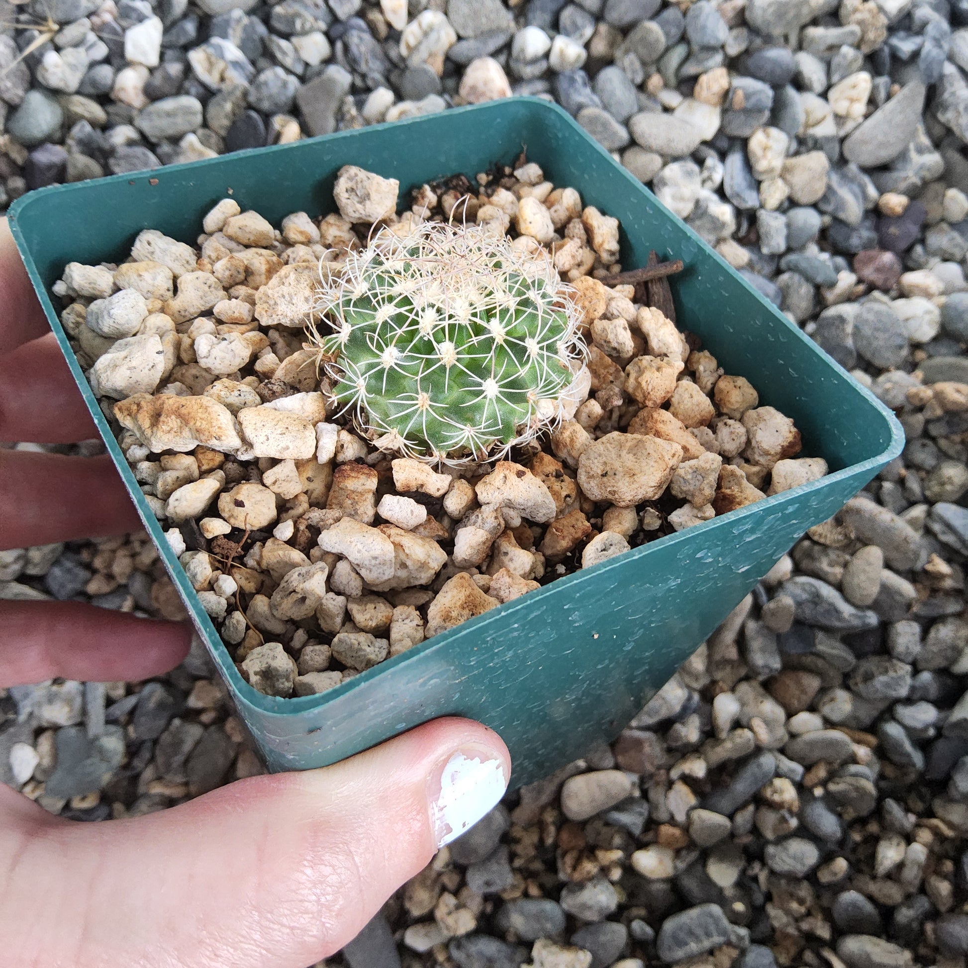 A small green cactus with white spines, potted in a square teal plastic container filled with light-colored gravel, held by a hand over a background of loose rocks.
Turbinicarpus saueri ssp. gonzalezii PP1234 | Rancho Chapala, Tamaulipas, Mexico | Field-Numbered Collector Cactus Growing in 4 Inch