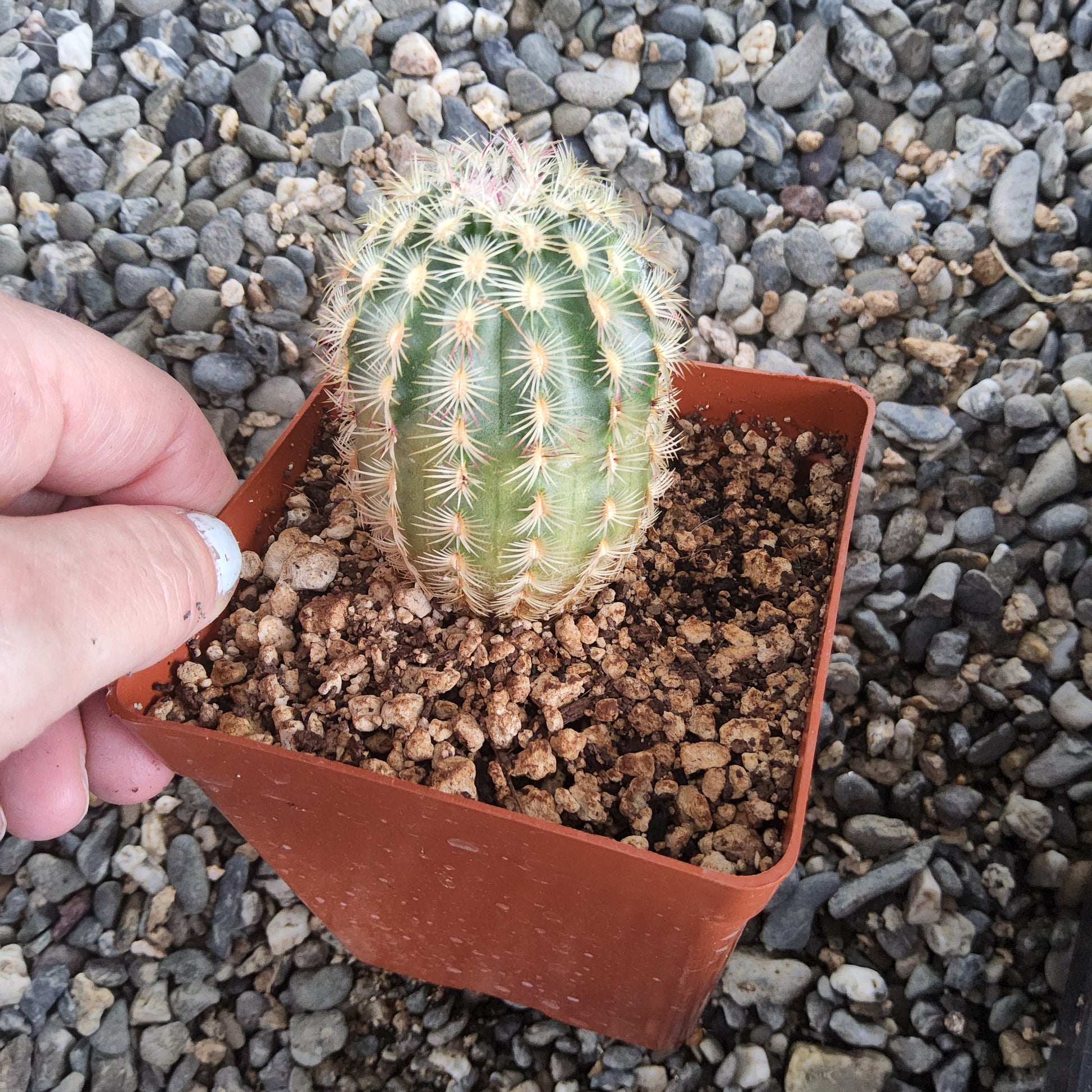A small green cactus with white spines, potted in a terracotta-colored square plastic nursery pot filled with bark, being held by a hand over a background of gray gravel.
Echinocereus carmenensis | Chocolate-Scented Hedgehog Cactus | Sierra del Carmen, Coahuila | Collector Cactus Growing in 4 Inch
