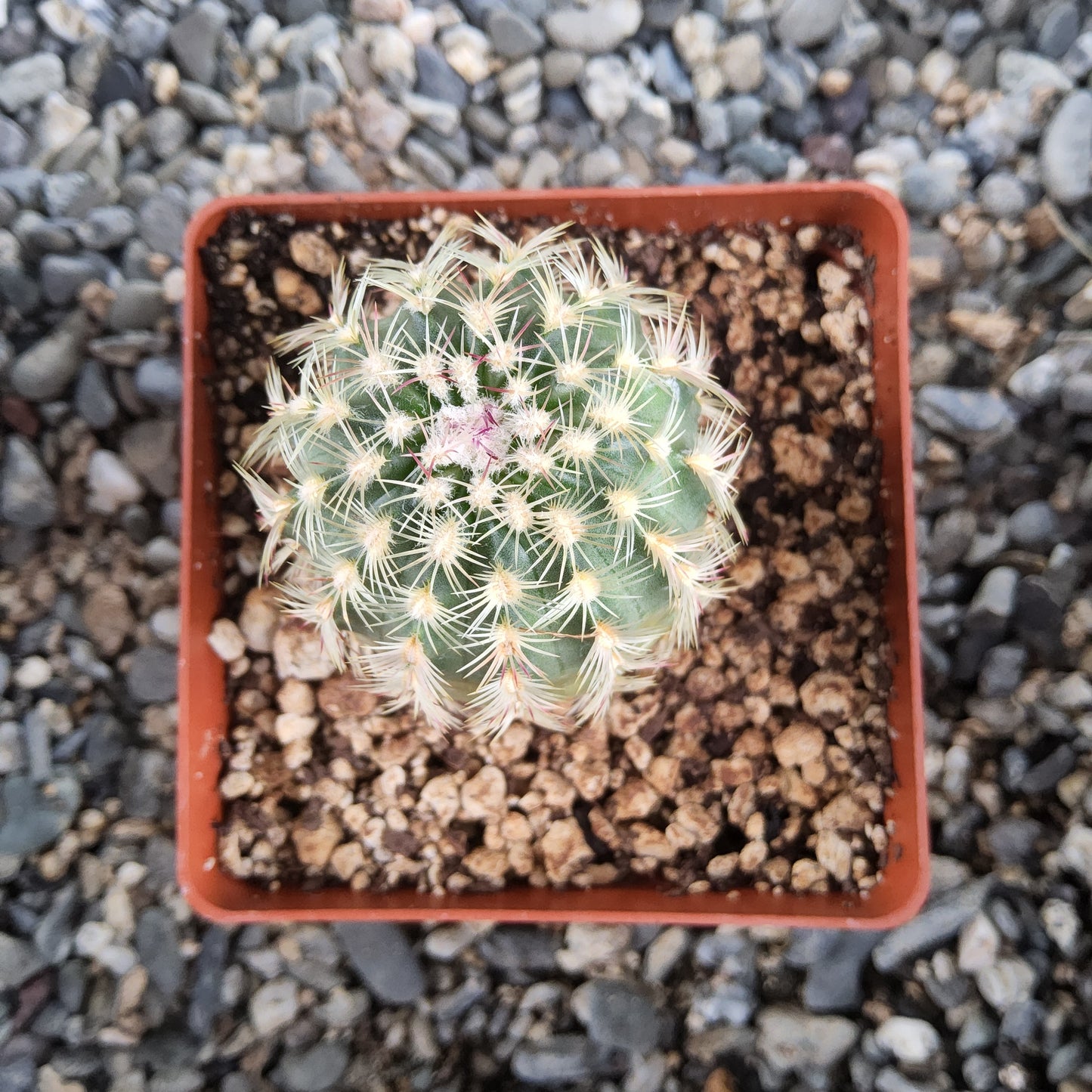 A small green cactus with dense white spines, potted in a square terracotta-colored plastic container filled with soil and pebbles, placed on a bed of gray gravel. 
Echinocereus carmenensis | Chocolate-Scented Hedgehog Cactus | Sierra del Carmen, Coahuila | Collector Cactus Growing in 4 Inch