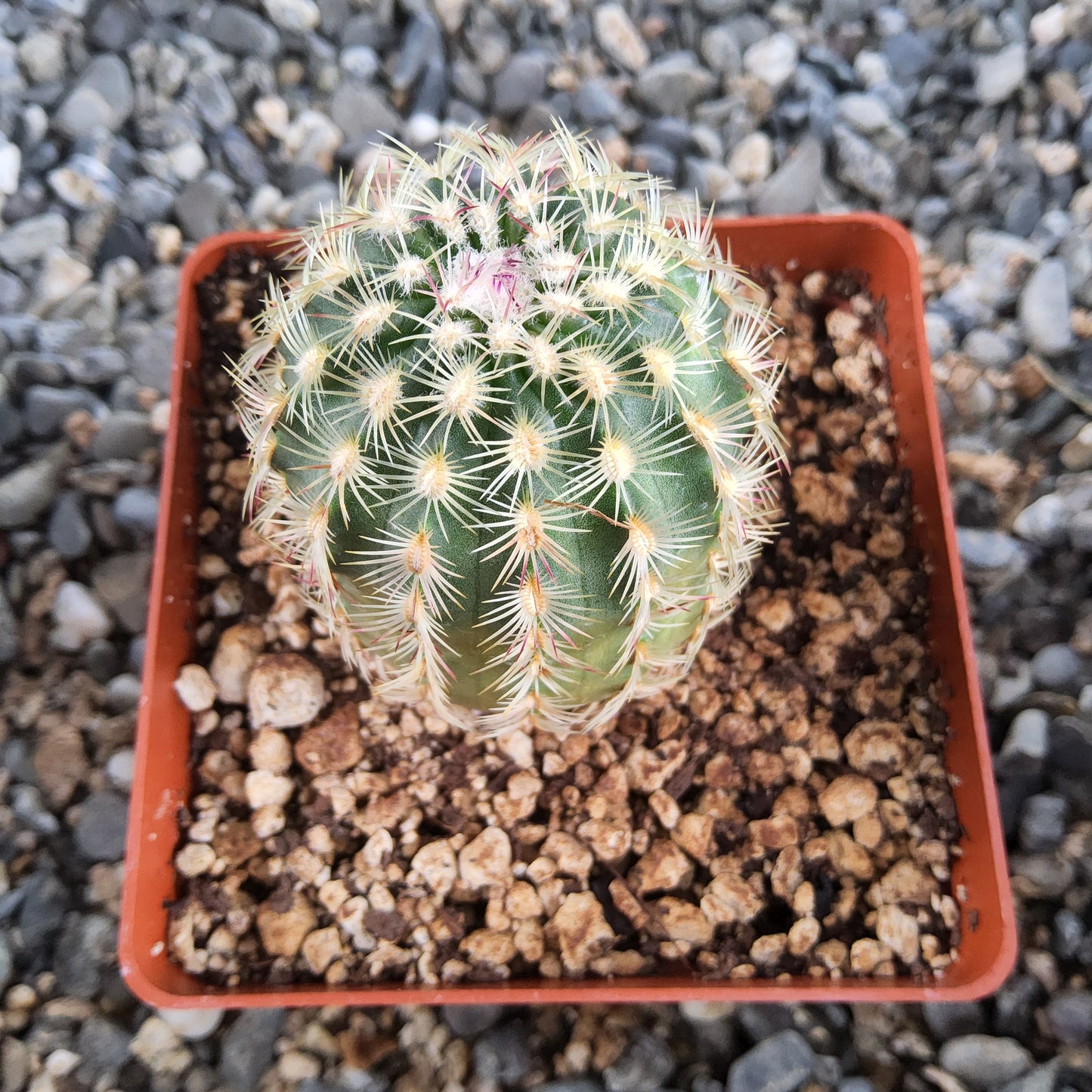 A green cactus with dense white spines, potted in a terracotta-colored square plastic tray filled with coarse bark and soil, set against a background of gray gravel.
Echinocereus carmenensis | Chocolate-Scented Hedgehog Cactus | Sierra del Carmen, Coahuila | Collector Cactus Growing in 4 Inch