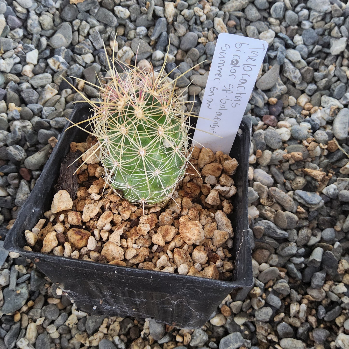 A small green cactus with long white and pale yellow spines, planted in a black nursery pot filled with small tan stones, photographed outdoors on a bed of gray gravel. A handwritten tag is inserted beside the plant.
Thelocactus bicolor ssp. bolaensis 'Summer Snow' | White-Spined Coahuila Cactus | Collector Cactus Growing in 4 Inch