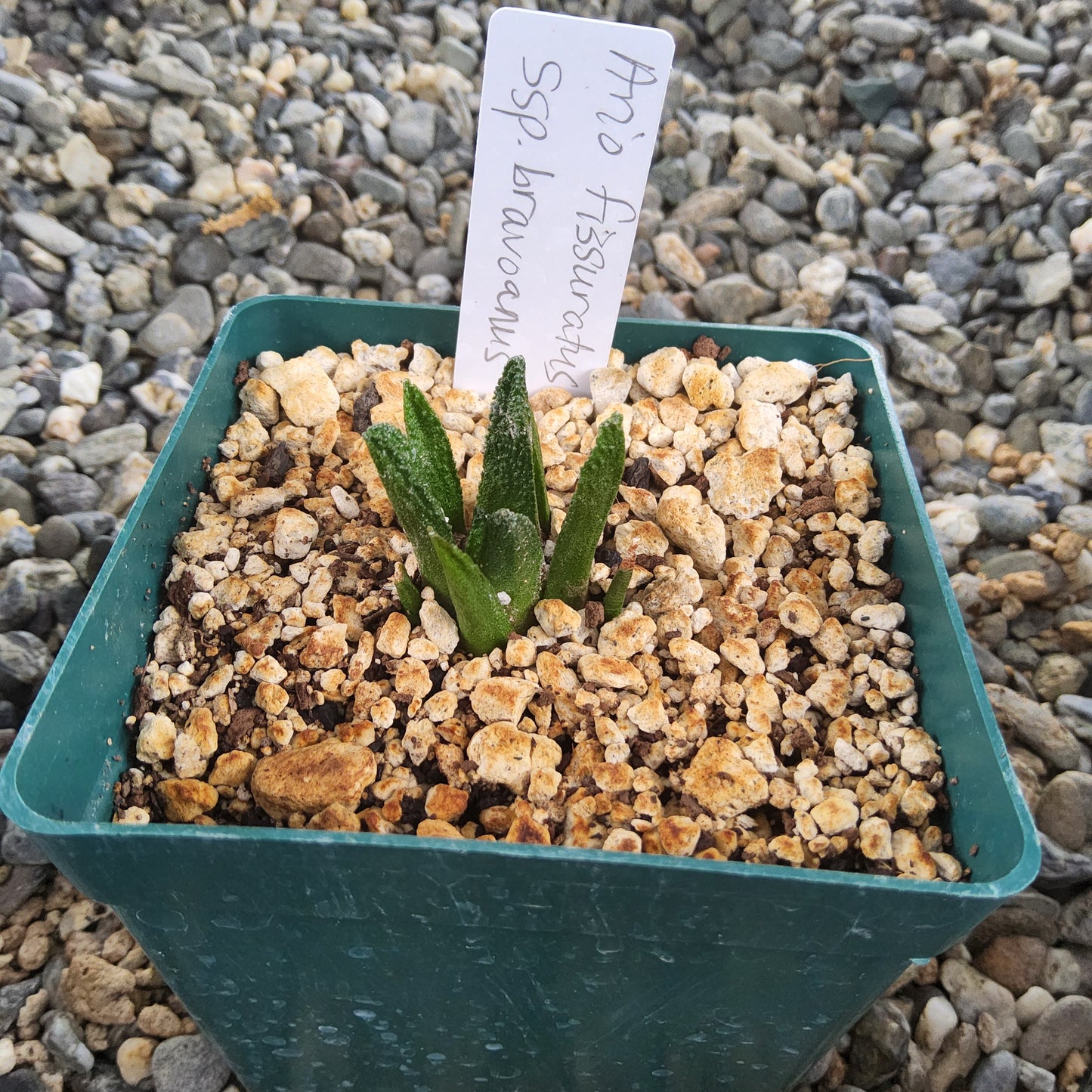 A small cactusplant with upright green leaves growing in a square teal plastic pot filled with coarse white and brown growing medium. A handwritten tag is inserted into the soil, and the pot is photographed outdoors on a bed of gray gravel.
Ariocarpus bravoanus | Ariocarpus fissuratus ssp. bravoanus | San Luis Potosí Collector Cactus Growing in 4 Inch