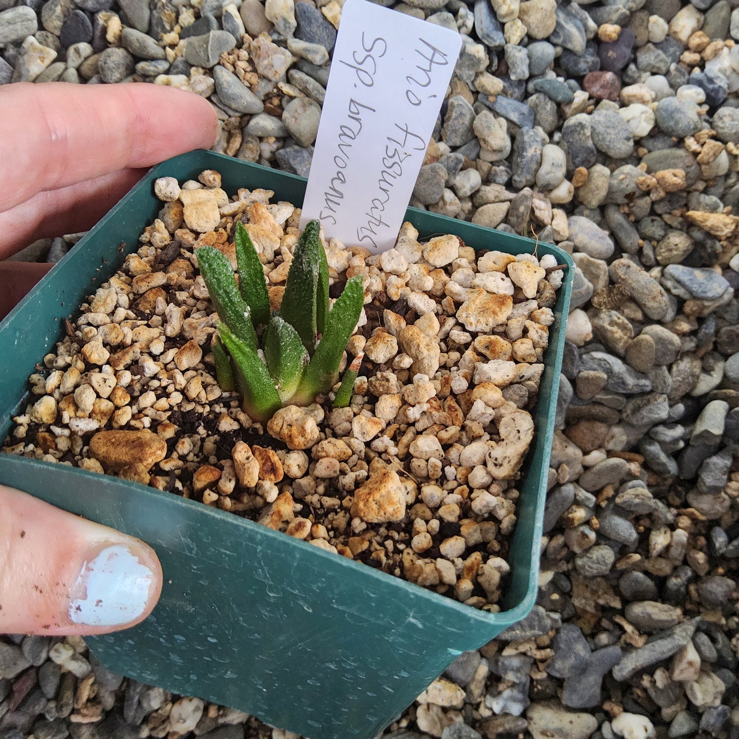 A small green cactus plant in a square green plastic pot filled with coarse gravel, held by a hand over a background of loose gray and beige stones. A handwritten tag is inserted in the soil.
Ariocarpus bravoanus | Ariocarpus fissuratus ssp. bravoanus | San Luis Potosí Collector Cactus Growing in 4 Inch