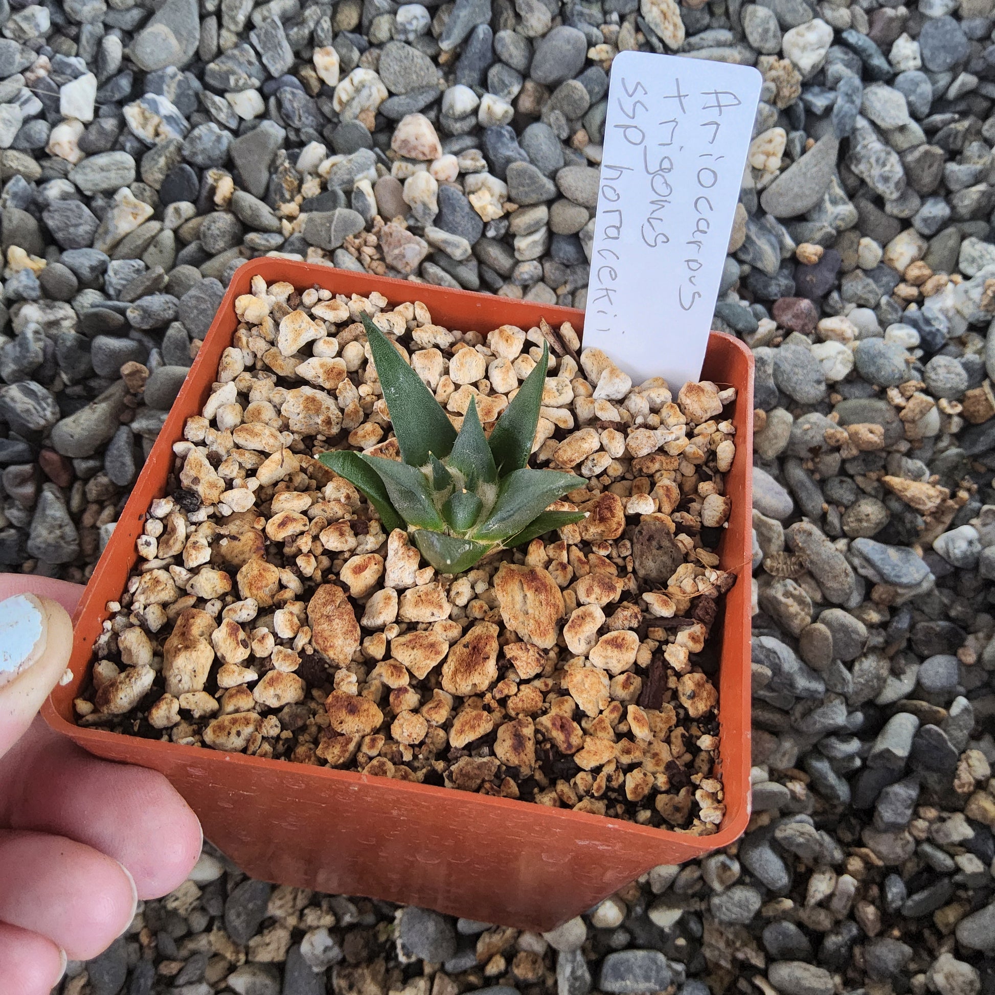 A small cactus plant in a terracotta-colored square plastic pot filled with coarse gravel, held by a hand against a background of gray and white pebbles. A handwritten label is inserted in the pot.
Ariocarpus retusus | Ariocarpus trigonus var. horacekii | Matehuala, San Luis Potosí | Collector Cactus Growing in 4 Inch