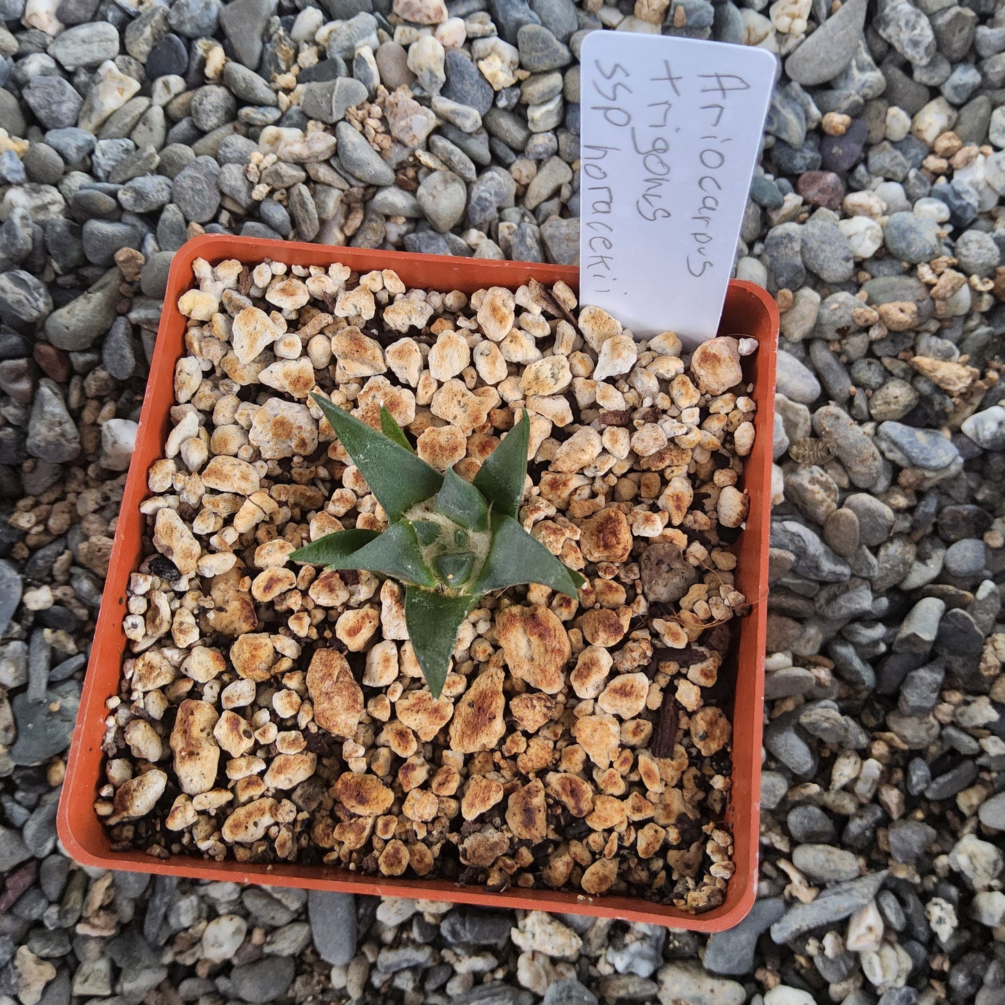 Ariocarpus retusus | Ariocarpus trigonus var. horacekii | Matehuala, San Luis Potosí | Collector Cactus Growing in 4 Inch