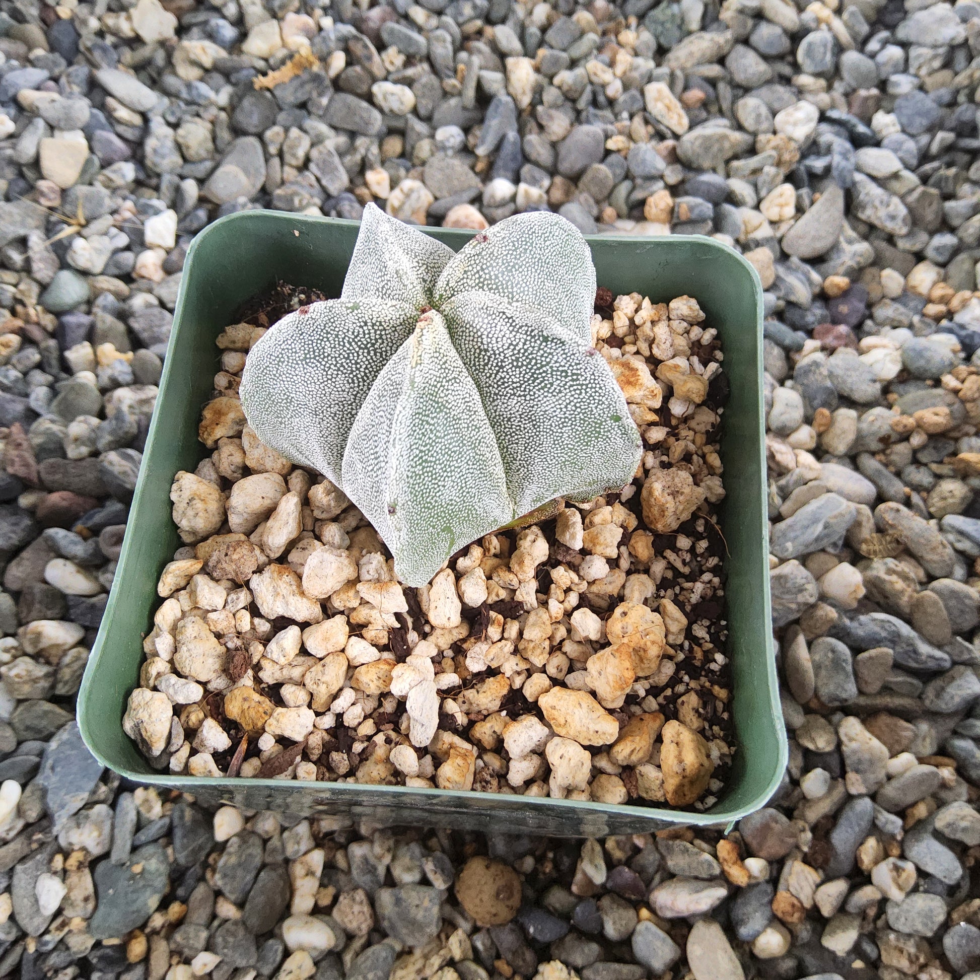 A small star-shaped cactus with pale green-gray fuzzy leaves, potted in a square green plastic tray filled with light gravel, placed on a bed of gray and beige pebbles.
Astrophytum myriostigma var. strongylogonum, Villar, SLP | Mexican Collector Cactus Growing in 4 Inch