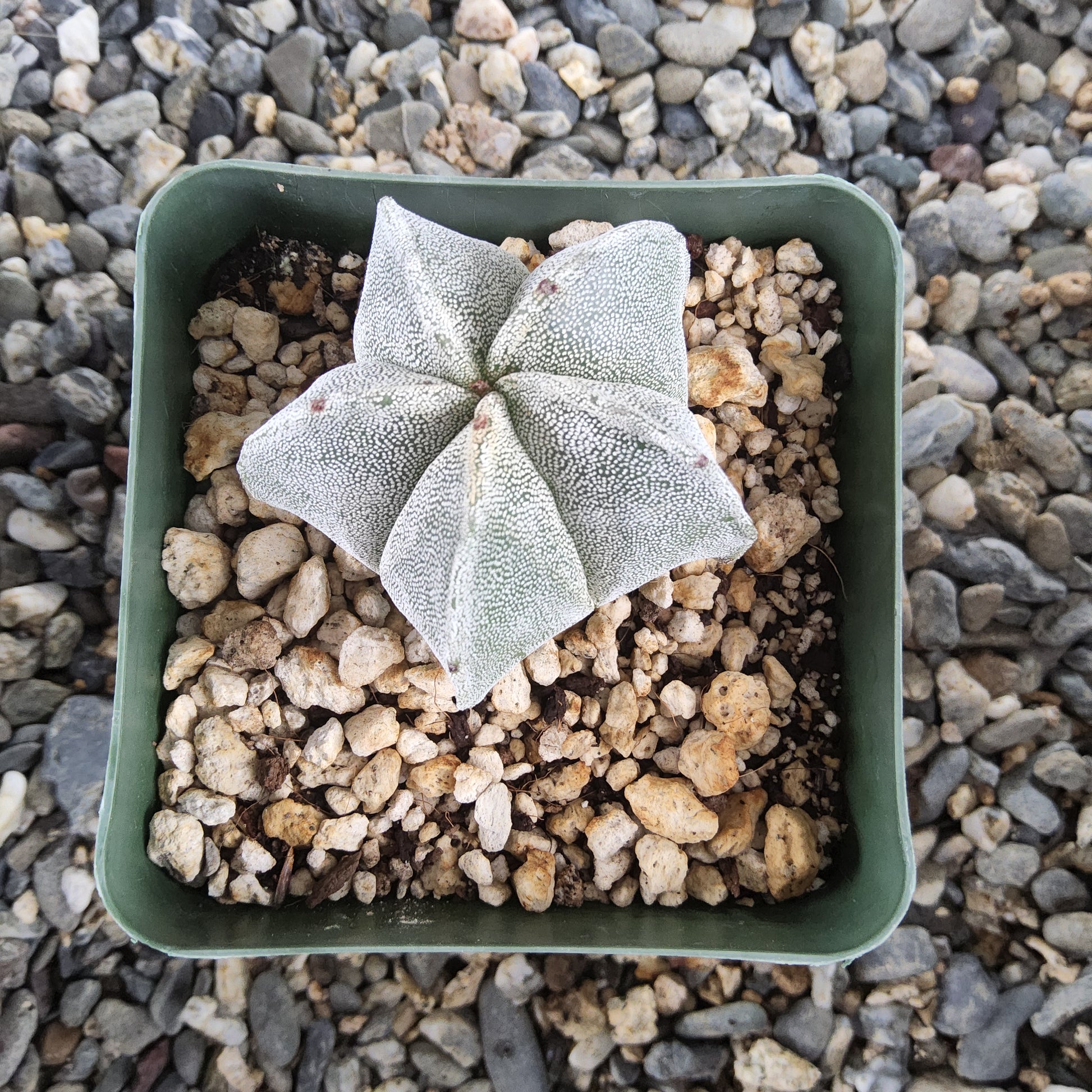 A star-shaped cactus in a square green plastic pot filled with coarse white gravel, photographed from above on a bed of small gray stones.
Astrophytum myriostigma var. strongylogonum, Villar, SLP | Mexican Collector Cactus Growing in 4 Inch