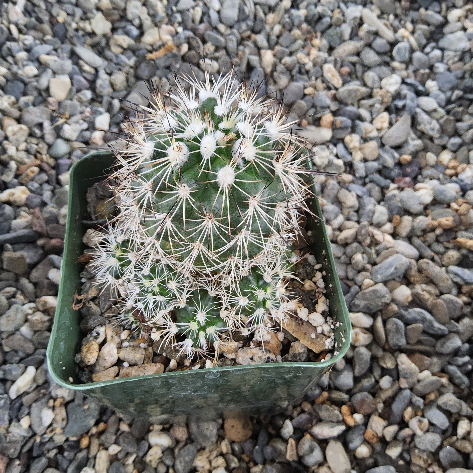 A green cactus with dense white spines, potted in a square green plastic container filled with small stones, placed on a bed of gray and beige gravel.
Kadenicarpus horripilus | Turbinicarpus horripilus | Metztitlán, Hidalgo Collector Cactus