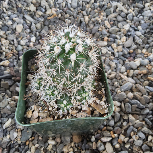 A green cactus with dense white spines, potted in a square green plastic container filled with small stones, placed on a bed of gray and beige gravel.
Kadenicarpus horripilus | Turbinicarpus horripilus | Metztitlán, Hidalgo Collector Cactus