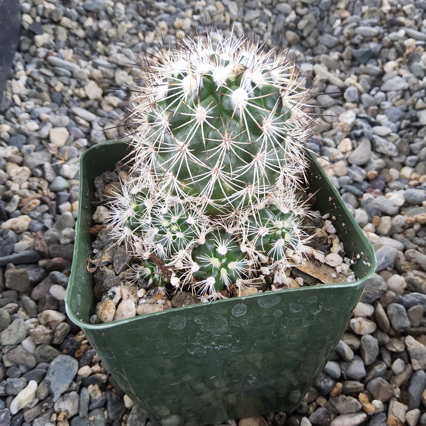 A green cactus with dense white spines potted in a dark green square plastic container, placed on a bed of small gray and beige gravel stones.
Kadenicarpus horripilus | Turbinicarpus horripilus | Metztitlán, Hidalgo Collector Cactus