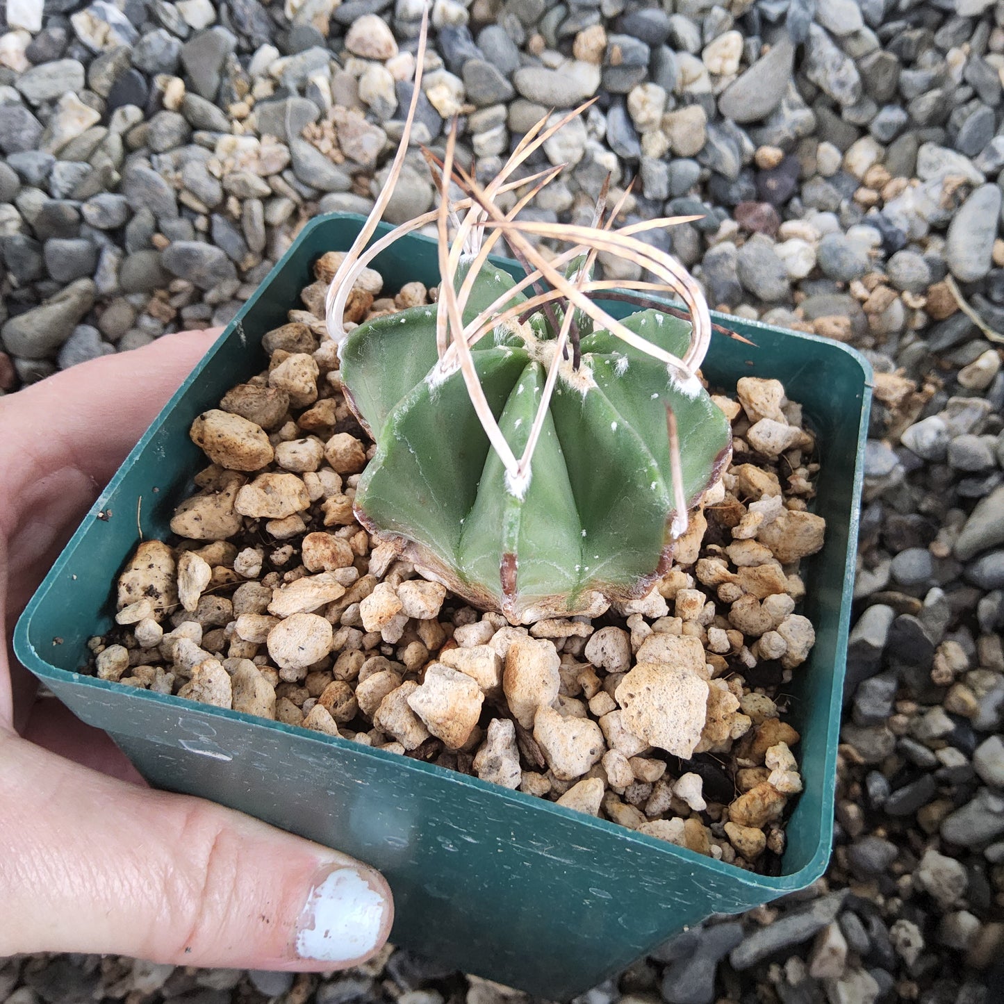 A green cactus in a square green plastic pot filled with light-colored gravel, held by a hand against a background of small gray stones.
Astrophytum capricorne v. niveum f. nudum | Cuatro Ciénegas, Coahuila | Collector Cactus