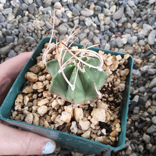 A small green cactus with pale tan spines, potted in a green square tray filled with pebbles, held by a hand against a background of gravel.
Astrophytum capricorne v. niveum f. nudum | Cuatro Ciénegas, Coahuila | Collector Cactus