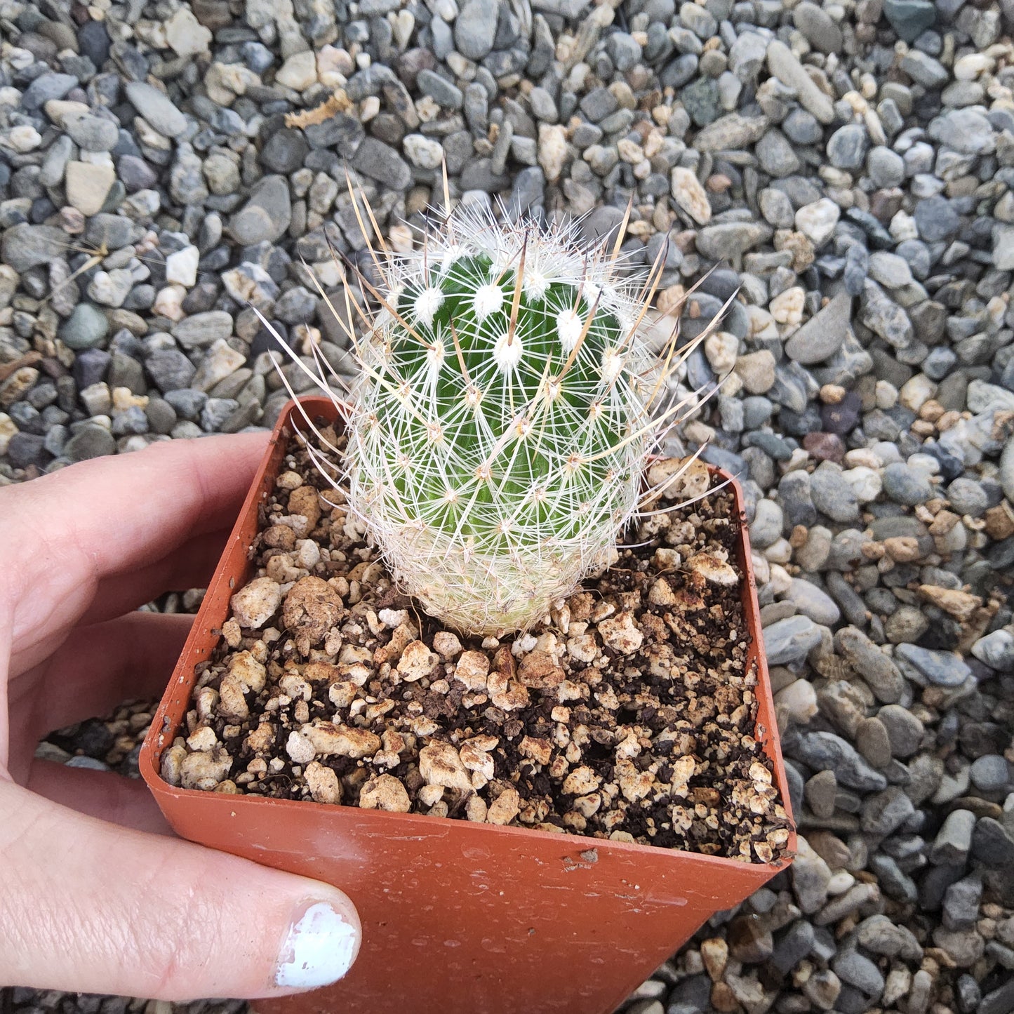 A small green cactus with white spines, potted in a terracotta-colored square plastic pot, held by a hand against a background of gray gravel.
Stenocactus multicostatus f. lloydii | Long-Spined Brain Cactus | Mexican Collector Cactus