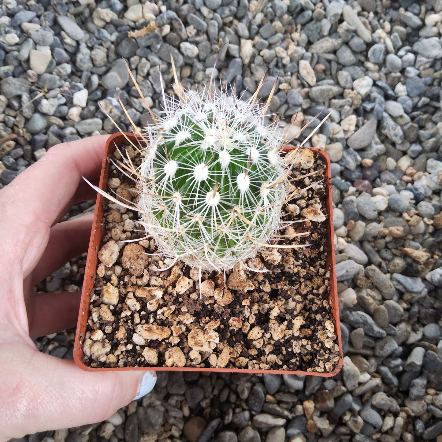 A small green cactus with dense white spines, potted in a square terracotta-colored plastic tray, held by a person's hand over a gravel background.
Stenocactus multicostatus f. lloydii | Long-Spined Brain Cactus | Mexican Collector Cactus