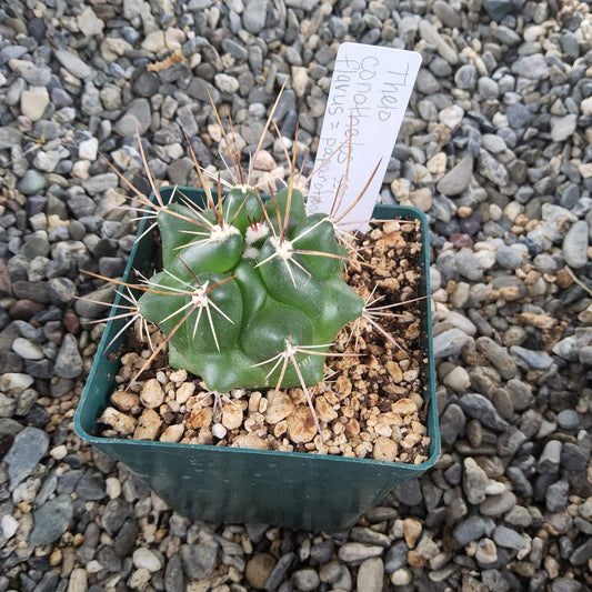 A small green cactus with white spines, potted in a dark green square nursery pot filled with gravel, placed on a bed of gray stones. A handwritten plant tag is inserted into the soil.
Thelocactus conothelos ssp. flavus | Yellow-Flowered San Luis Potosí Collector Cactus