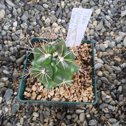 A small green cactus with sharp white and tan spines, potted in a dark green square plastic tray filled with small stones, placed on gravel. A handwritten white label is inserted in the soil.
Thelocactus conothelos ssp. flavus | Yellow-Flowered San Luis Potosí Collector Cactus