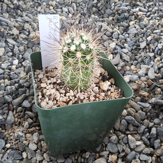A green cactus with long white spines, potted in a dark green square plastic container filled with gravel, set on a bed of small gray stones. A white plant tag is inserted next to the cactus.
Echinocereus pacificus ssp. pacificus | Baja California Claret Cup | Mexican Collector Cactus