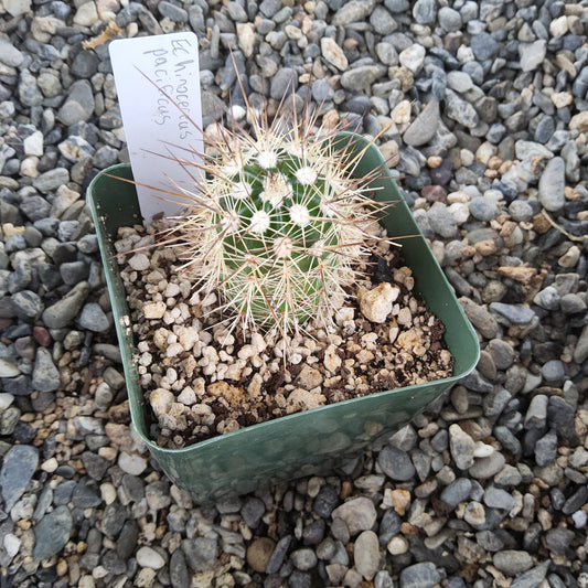 A small green cactus with dense pale spines, potted in a square green plastic tray filled with small stones, with a handwritten plant tag inserted. The tray is placed on a bed of gray decorative gravel.
Echinocereus pacificus ssp. pacificus | Baja California Claret Cup | Mexican Collector Cactus