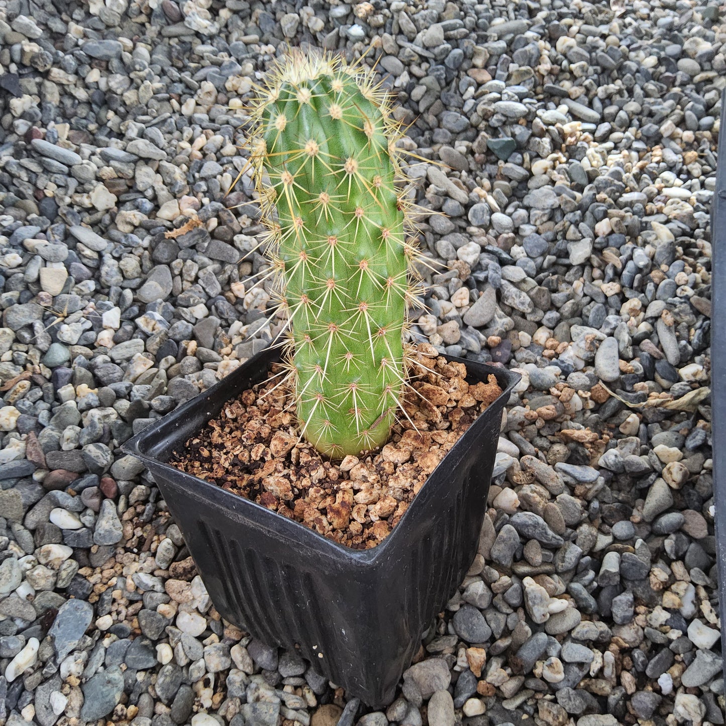 Echinocereus ledingii | Leding’s Hedgehog Cactus | Arizona Mountain Collector Cactus