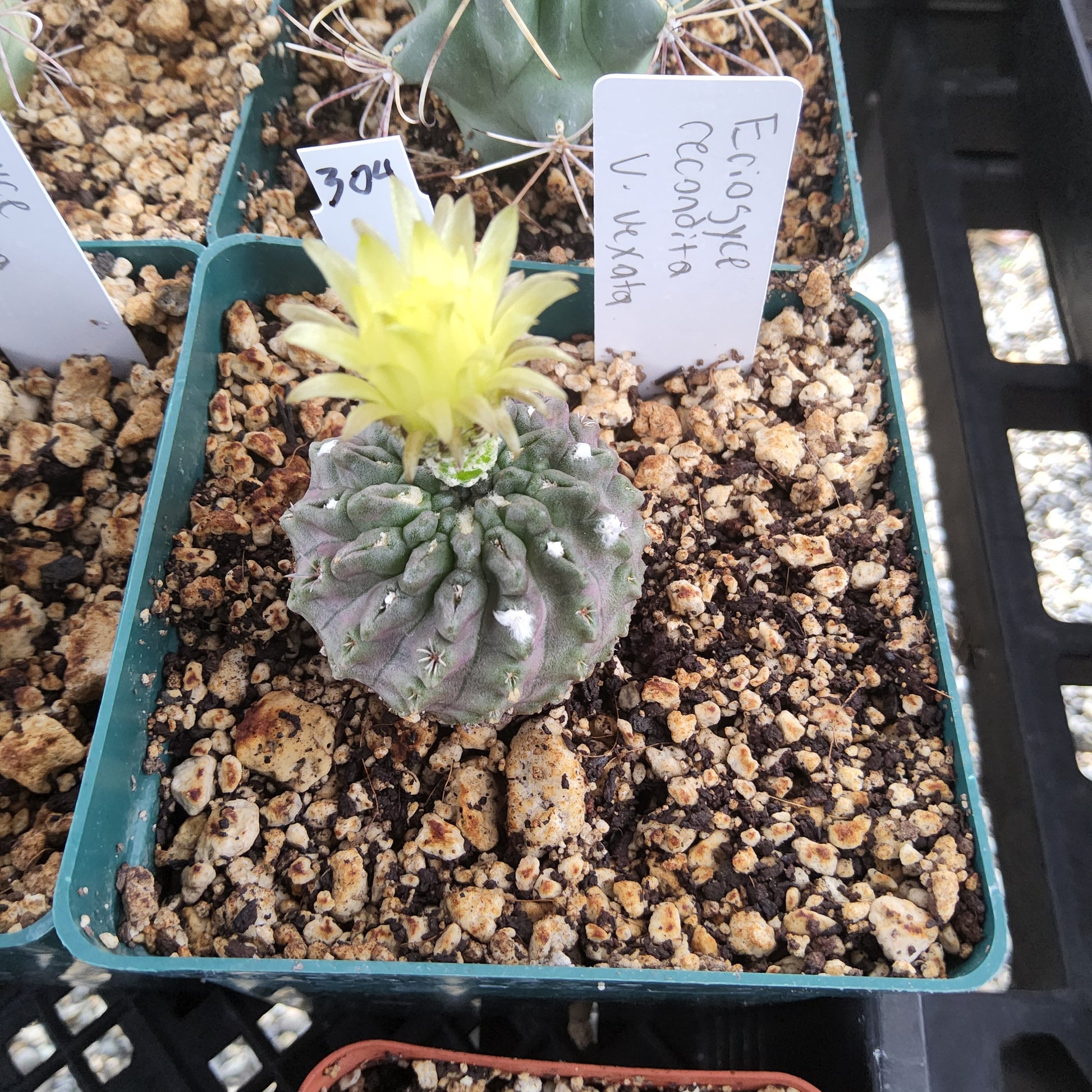 A small cactus in a green plastic nursery tray filled with coarse bark and soil, with a bright yellow flower blooming from the top. Hand-written plant tags are visible in the soil.