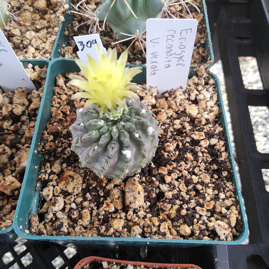 A small cactus in a green plastic nursery tray filled with coarse bark and soil, with a bright yellow flower blooming from the top. Hand-written plant tags are visible in the soil.