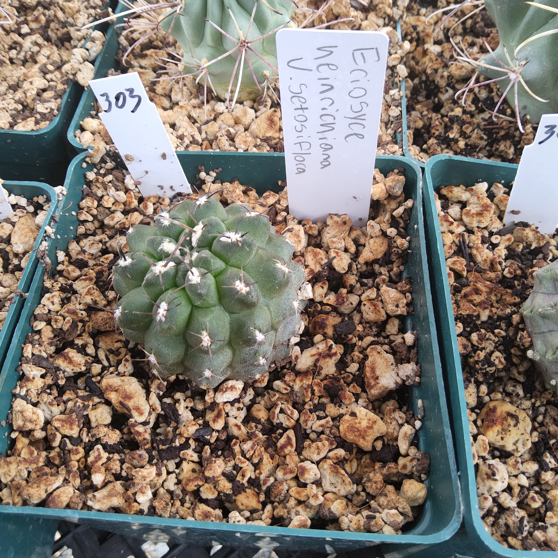 A small green cactus in a square green starter pot filled with bark and peat, with handwritten white labels in a nursery setting.