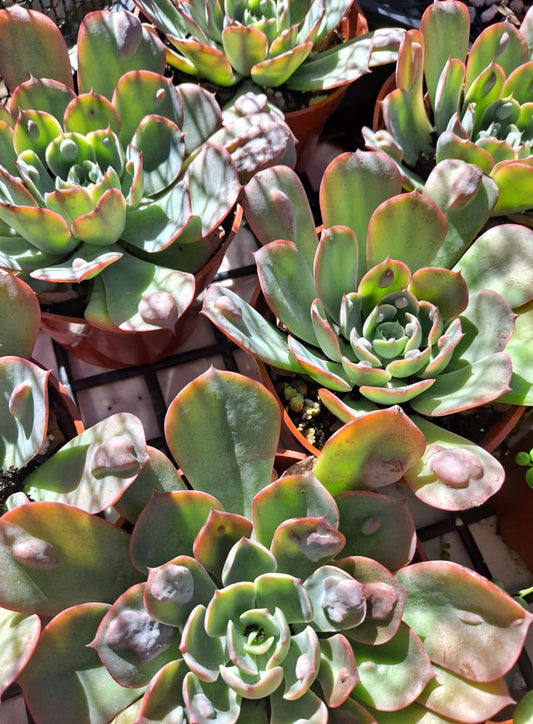 Echeveria 'Raindrops' | Dick Wright Hybrid | Carunculated Collector Succulent