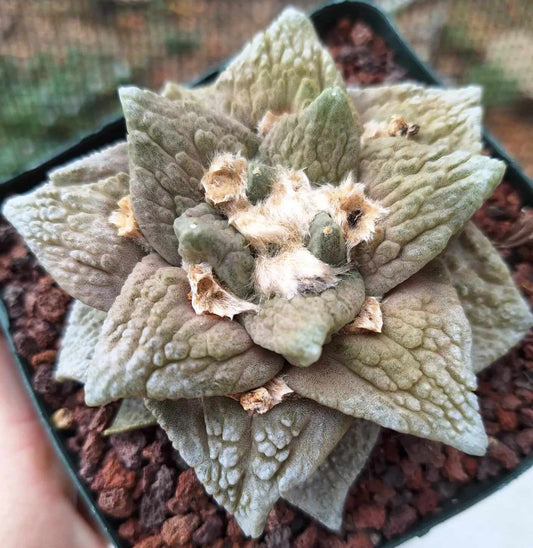 Ariocarpus Godzilla Cauliflower hybrid Live Cactus in 5 Inch - Exact Plant