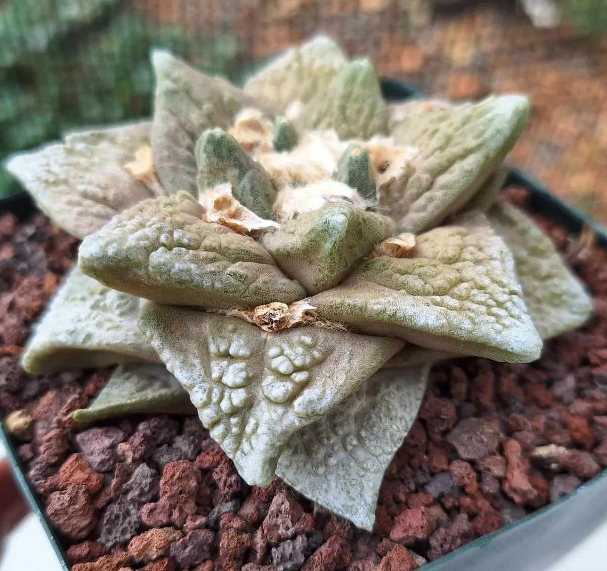 Ariocarpus Godzilla Cauliflower hybrid Live Cactus in 5 Inch - Exact Plant