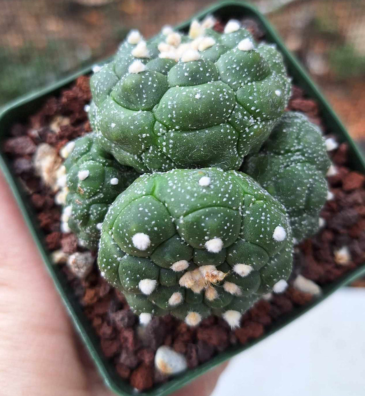 Astrophytum asterias Kikko 4 Headed Live Cactus in 4 Inch - Exact Plant