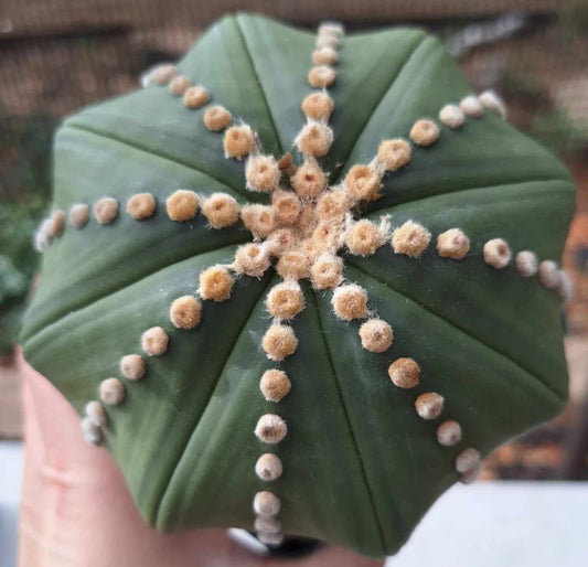 Astrophytum asterias Ruri Ooibo Star Form Large Live Cactus in 5 Inch - Exact Plant