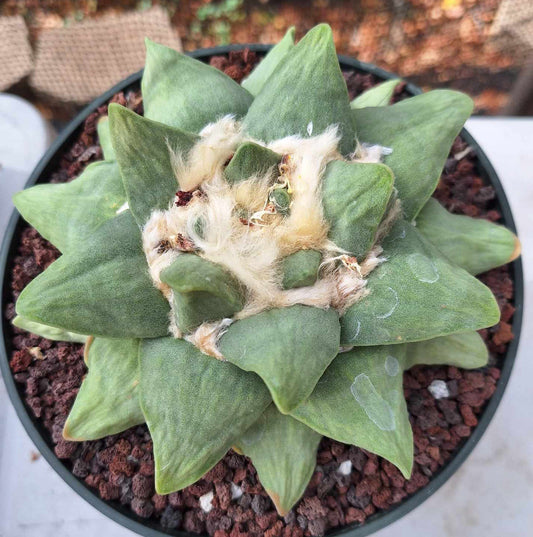 Ariocarpus retusus hybrid Live Cactus in 7 Inch - Exact Plant