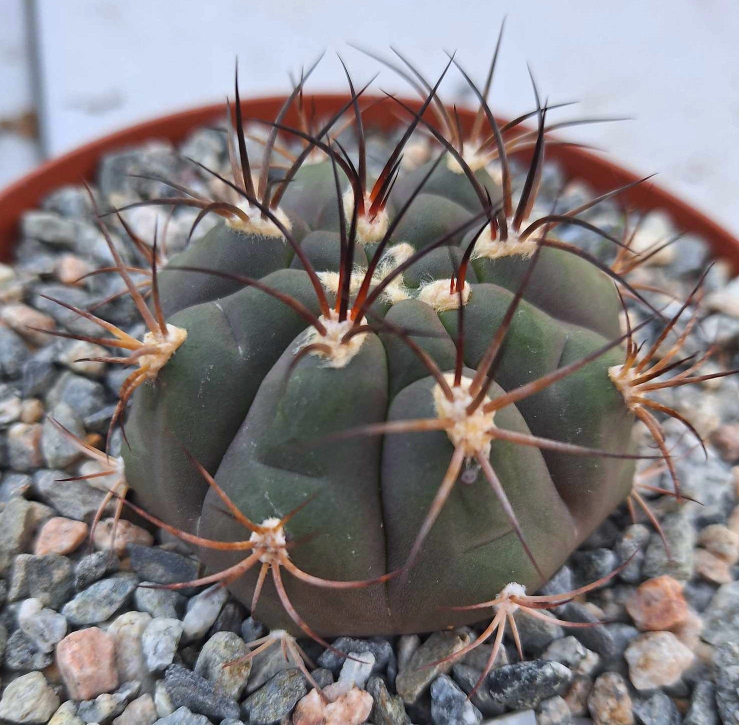 Gymnocalycium pflanzii v. albipulpa Live Cactus Growing in 6 Inch