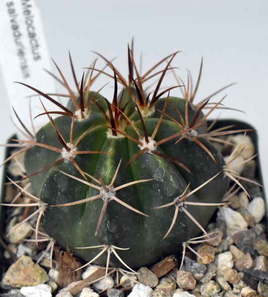 Melocactus salvadorensis Live Cactus in 4 Inch