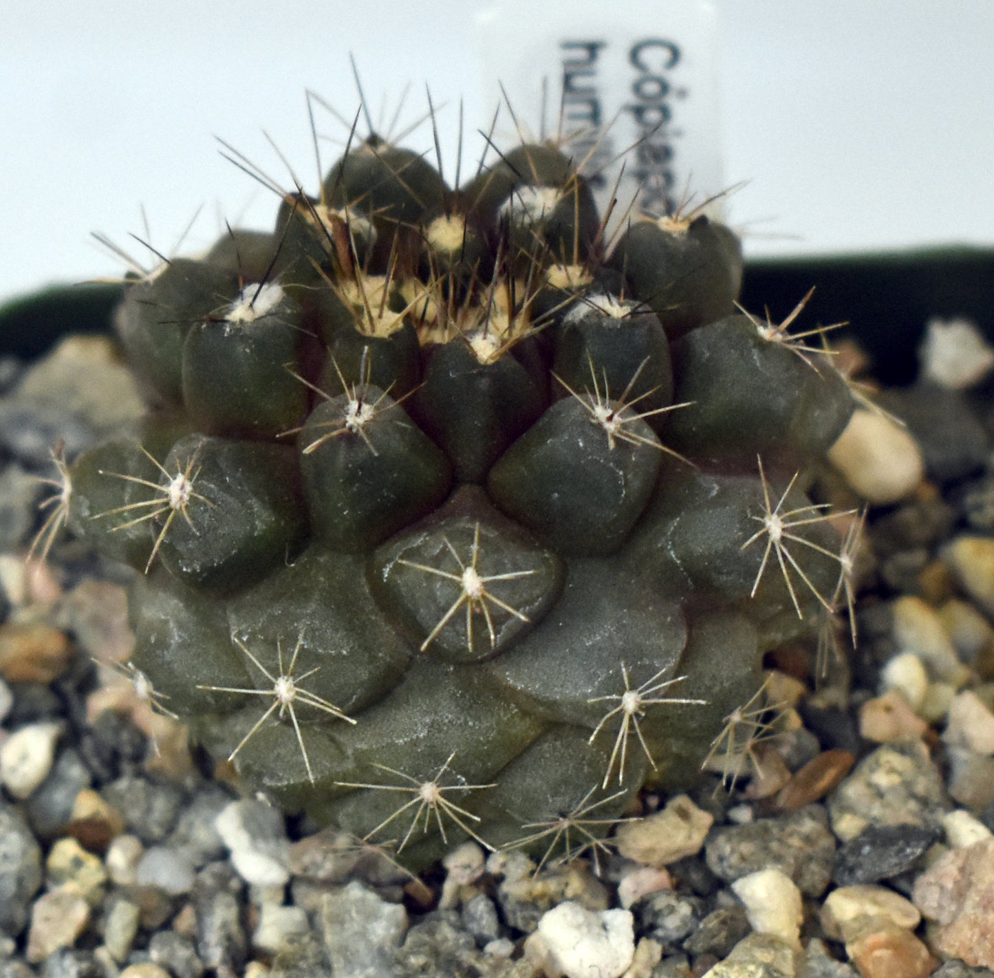 Copiapoa humilis Live Cactus in 4 Inch