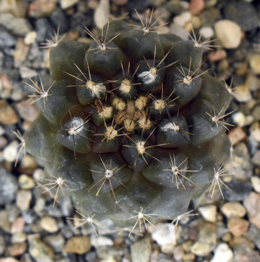 Copiapoa humilis Live Cactus in 4 Inch