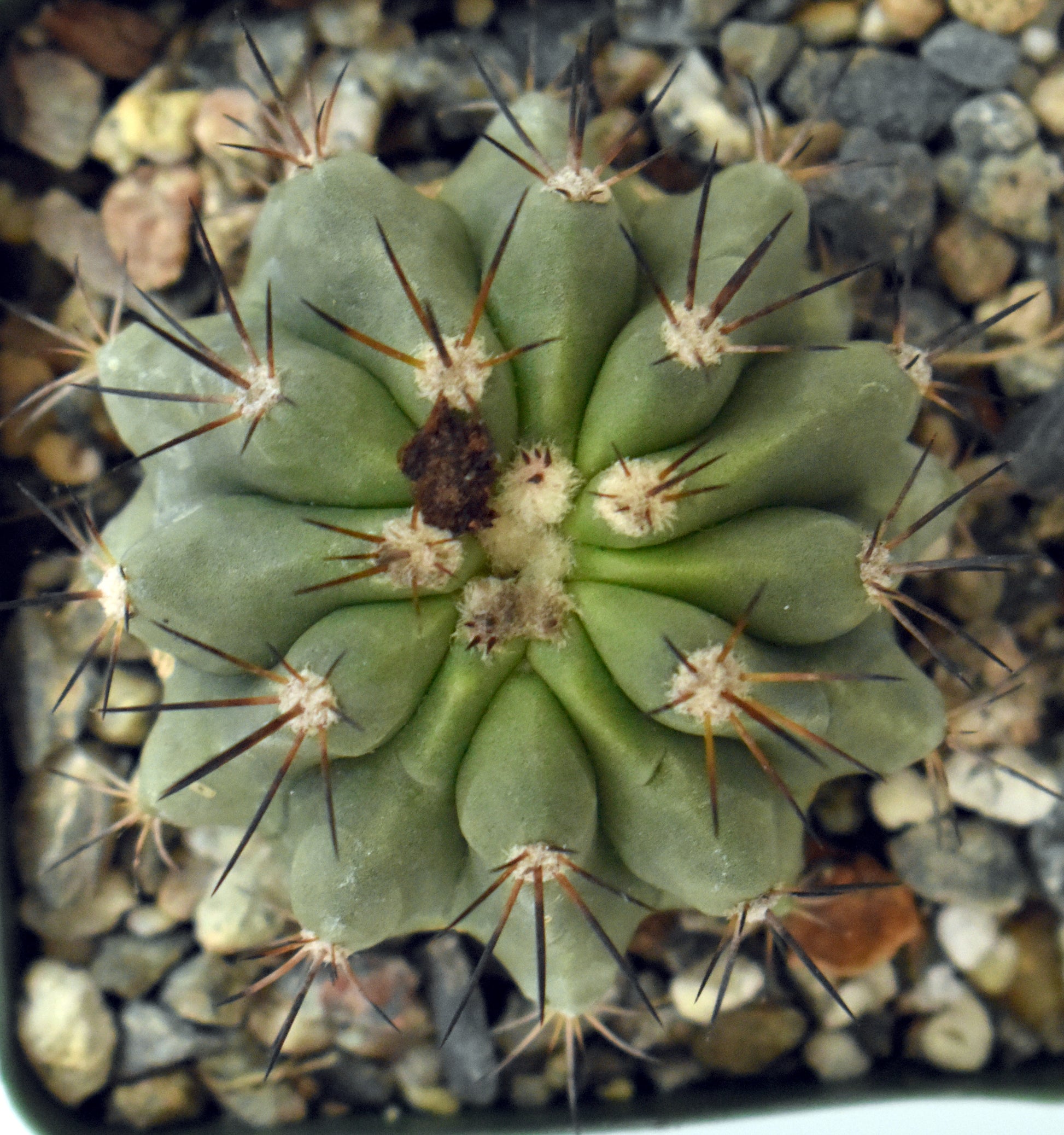 Copiapoa grandiflora Live Cactus in 4 Inch