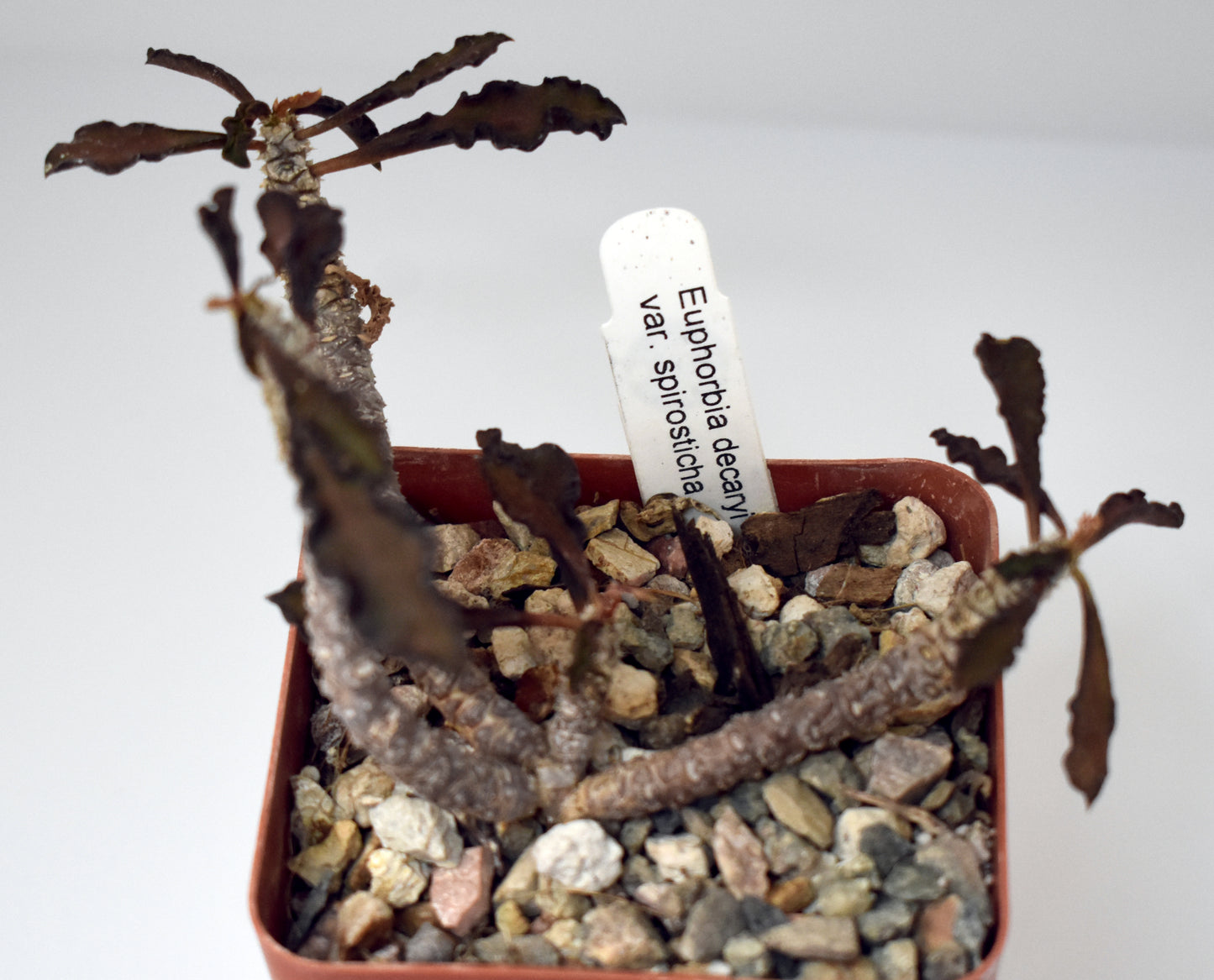 Euphorbia decaryi v spirosticha Live Succulent in 4 Inch