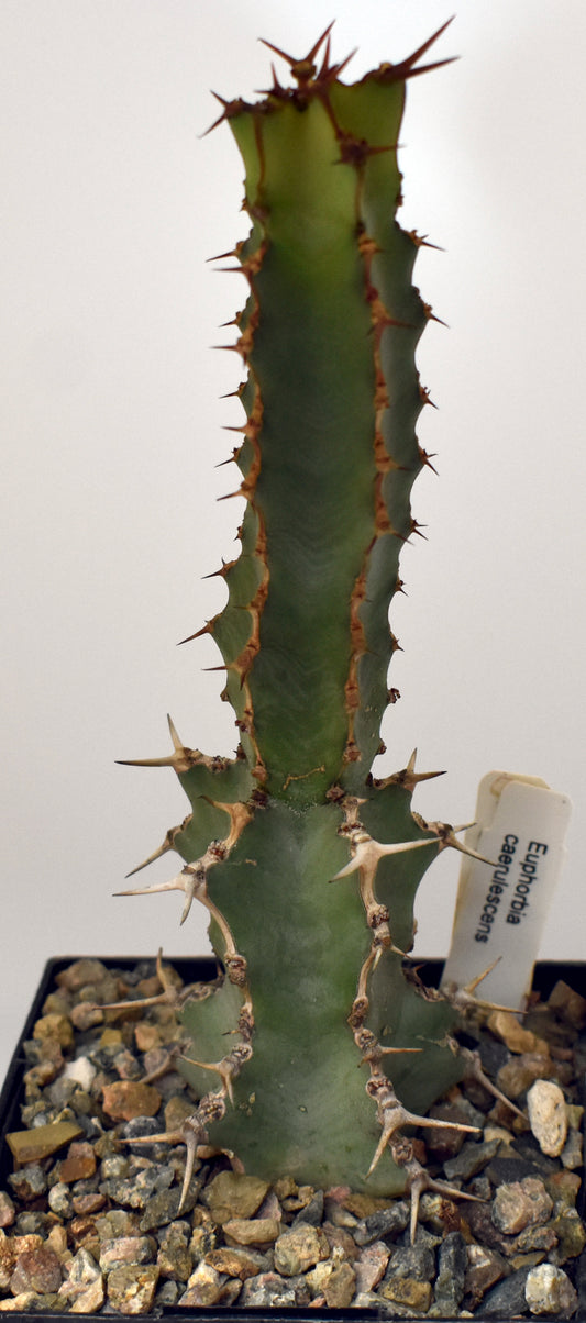 Euphorbia caerulescens Live Succulent in 5 Inch