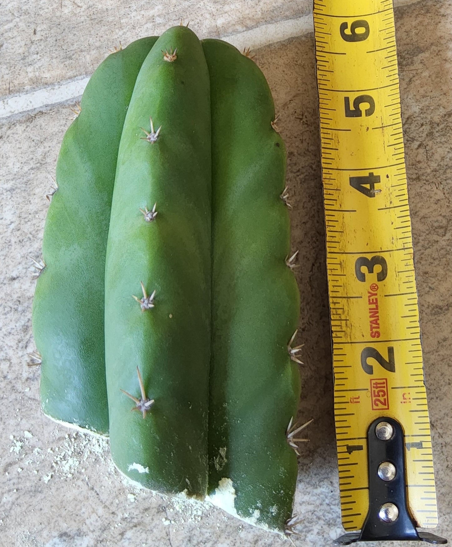 san pedro cactus arizona T. 'Cactus Arizona Scop' – Phoenix Rising Succulents