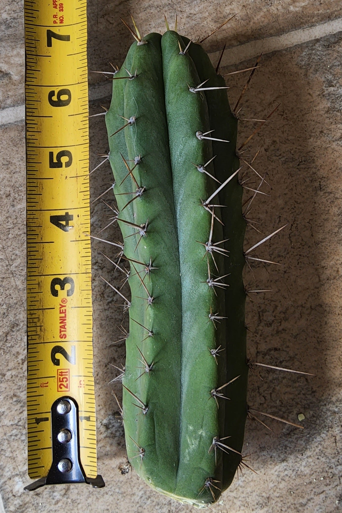 T. (SS02 x SS01) x Huarazensis Cactus Cutting
